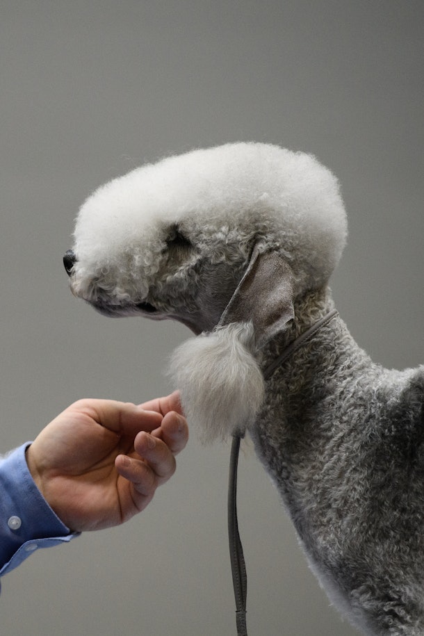 12 Medium-Sized, Kid-Friendly Dog Breeds That Will Be Your Child's BFF