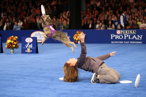 20 Photos From National Dog Shows Over The Years To