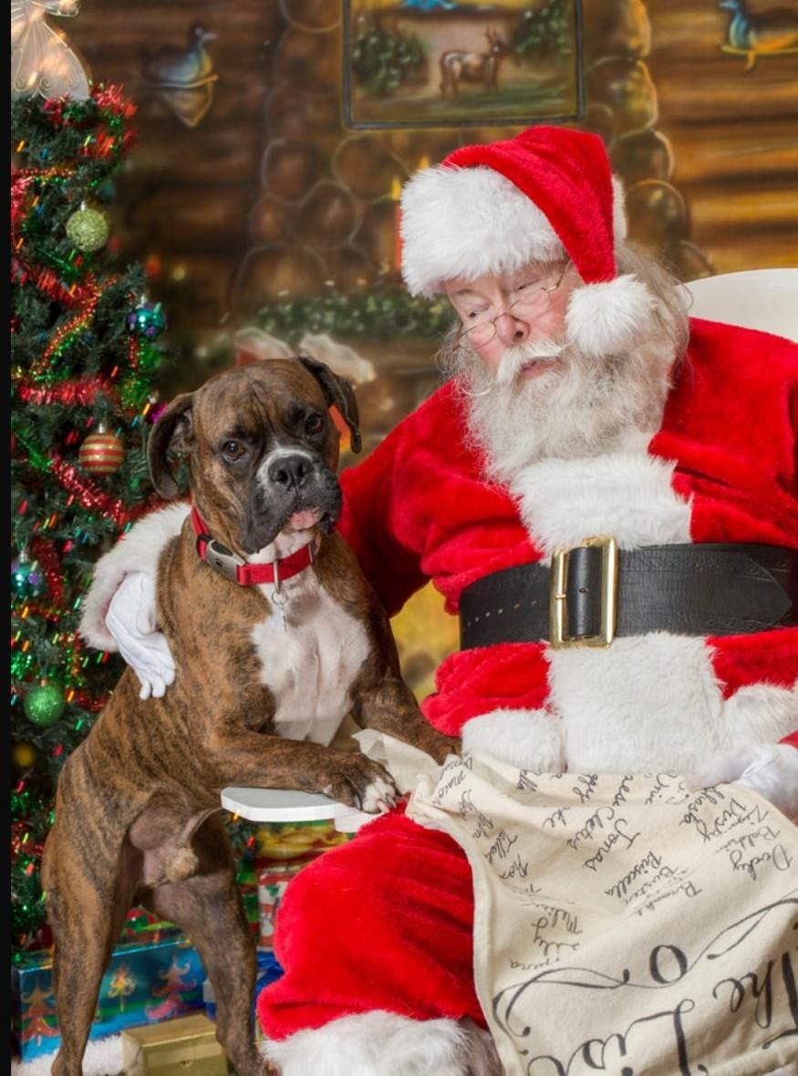 These 33 Santa Photos With Dogs Are The Greatest Gift You Can Get This