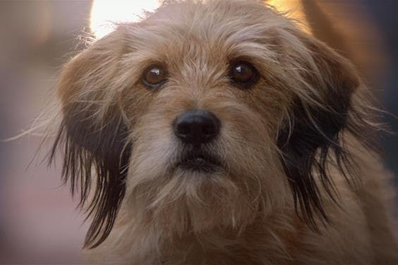 11 Kids Tv Shows Movies Coming To Netflix In March That You Can Enjoy As A Family