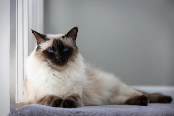 The Cat Breed You Should Get Based On Your Zodiac Sign Because There S A Perfect Pet For Everyone