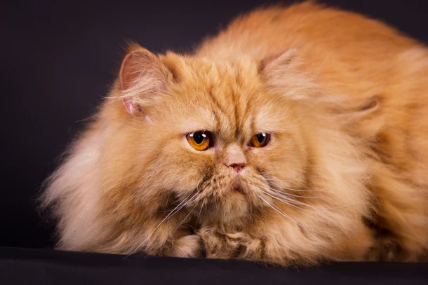 The Cat Breed You Should Get Based On Your Zodiac Sign Because There S A Perfect Pet For Everyone