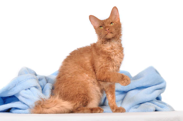 The Cat Breed You Should Get Based On Your Zodiac Sign Because There S A Perfect Pet For Everyone