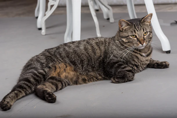 The Cat Breed You Should Get Based On Your Zodiac Sign Because There S A Perfect Pet For Everyone