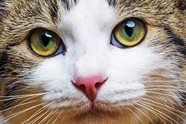 6 Signs Your Cat Is Dehydrated & Needs Some Fluids ASAP