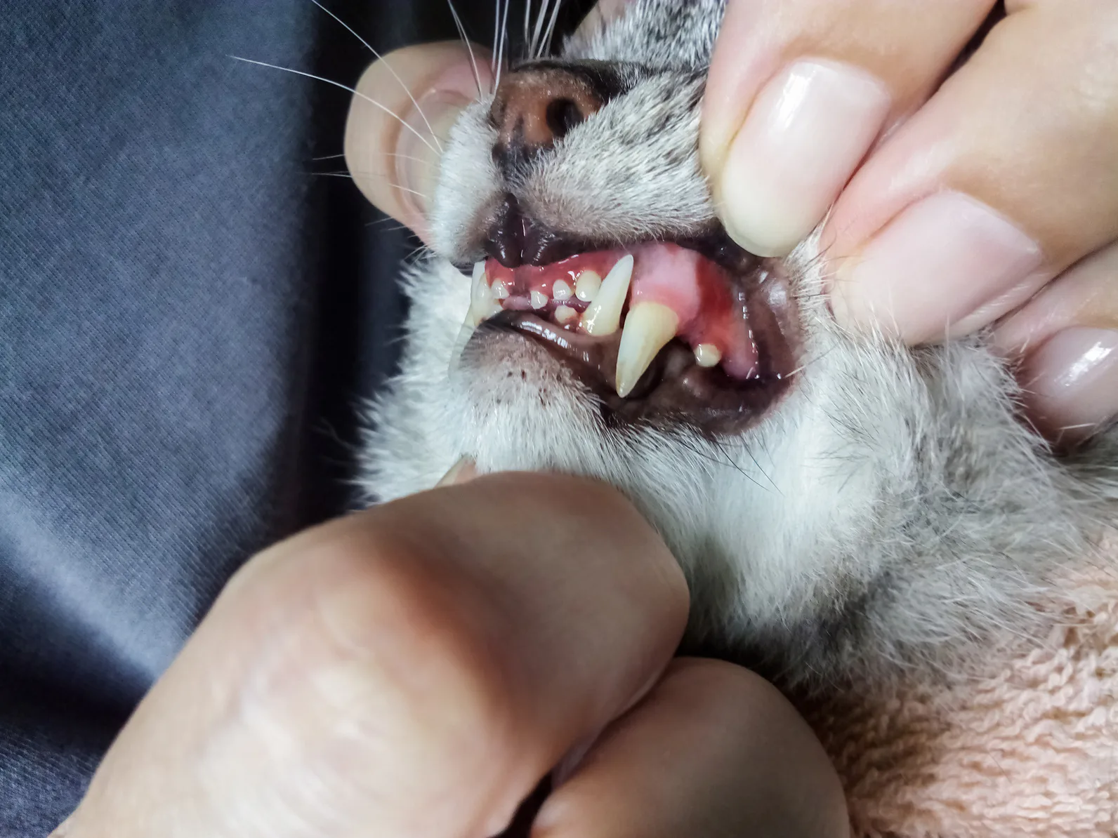 6 Signs Your Cat Is Dehydrated & Needs Some Fluids ASAP
