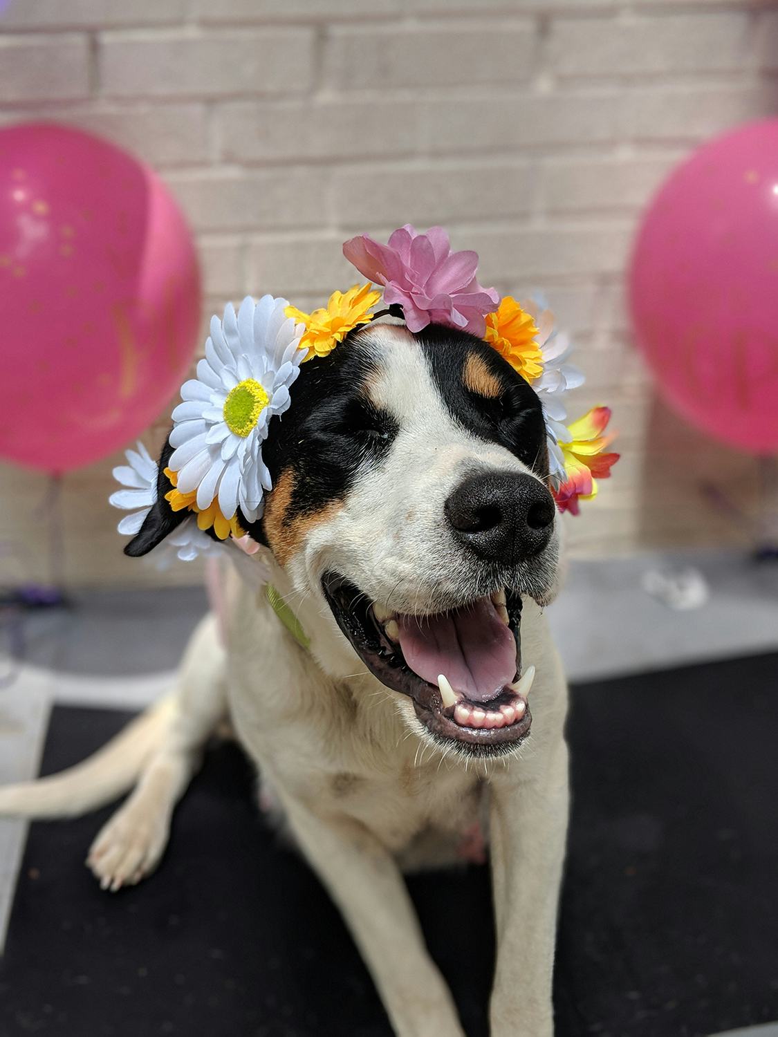 This Pregnant Foster Dog's Maternity Shoot Is The Most Beautiful Thing