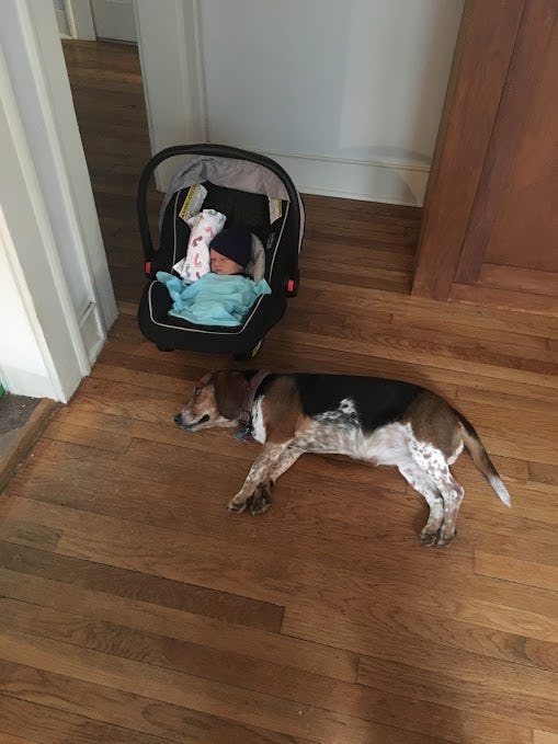 Why Does My Dog Want To Sleep With My Baby? An Expert Explains