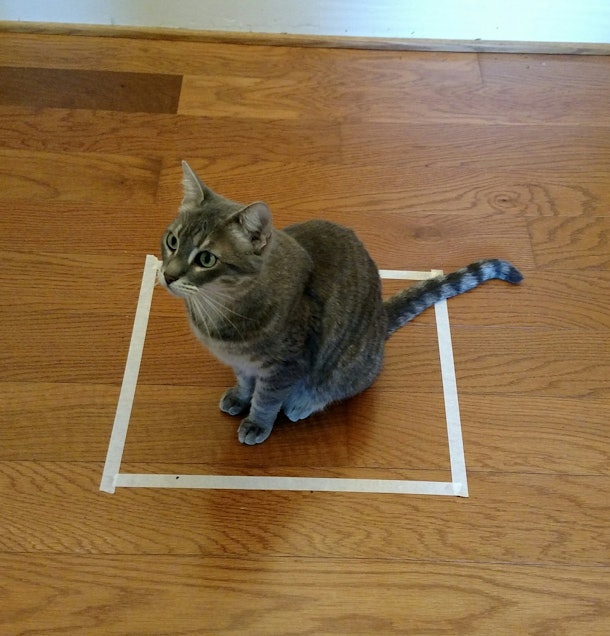 12 April Fools' 2019 Cat Pranks That Won't Scar Your Favorite Feline