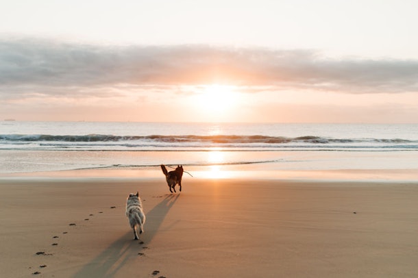 17 June 2019 Dog Names That Will Make Summer Last Forever