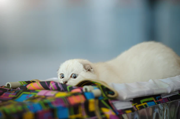 7 Signs Your Cat Is Overheated How To Help Them Cool Down