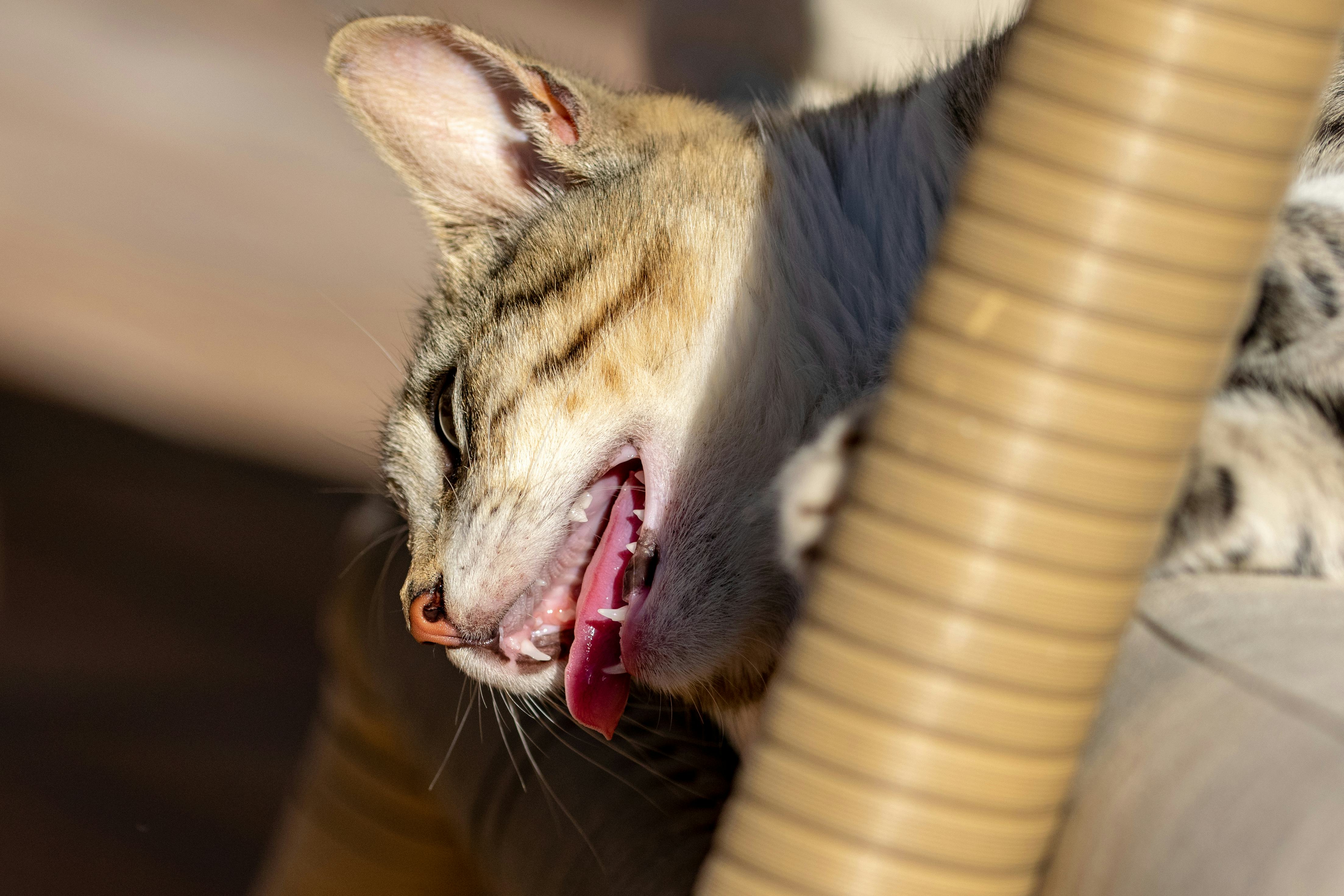 7 Signs Your Cat Is Overheated, & How To Help Them Cool Down