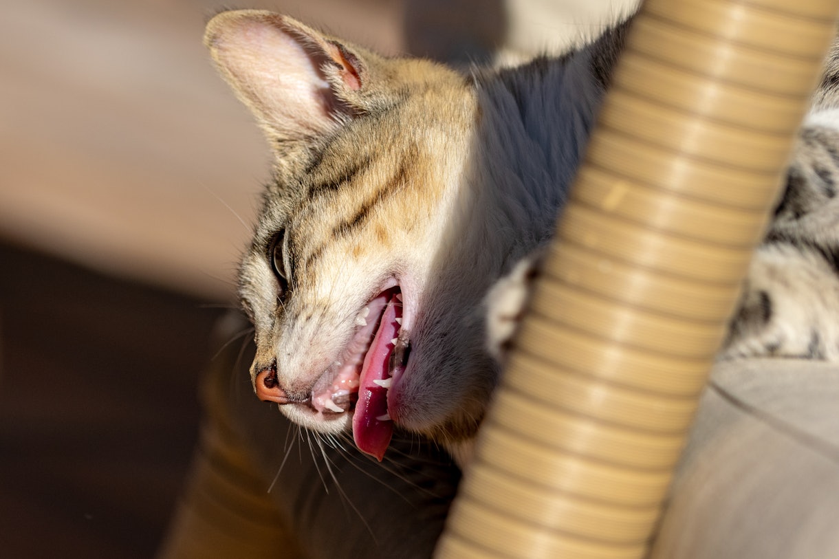 7 Signs Your Cat Is Overheated, & How To Help Them Cool Down